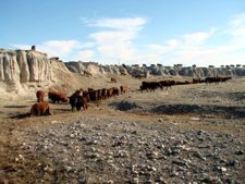 USA-Wyoming-Two Creek Ranch Cattle Drive